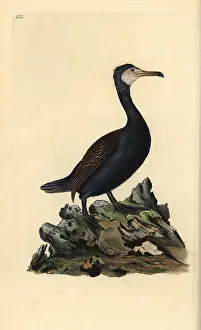 Phalacrocorax: Great cormorant, Phalacrocorax carbo