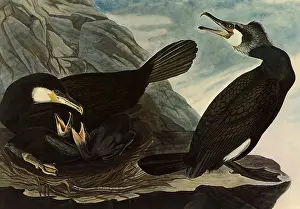 Phalacrocorax: Great Cormorants