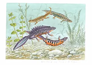 Newts: Great Crested and Common or Smooth Newts