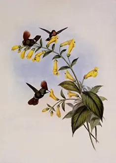 Coquette: Great-Crested Coquette, Lophornis Regulus