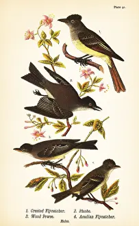 Ornithological: Great crested flycatcher, eastern phoebe, eastern