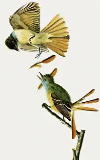 Flycatcher: Great Crested Flycatcher, Myiarchus crinitus