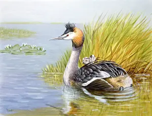 Grebes: Great Crested Grebe