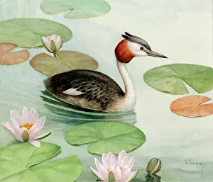 Grebes: Great Crested Grebe