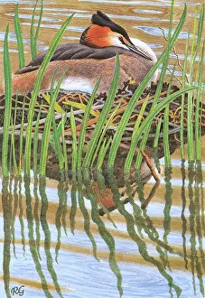 Nests: Great Crested Grebe