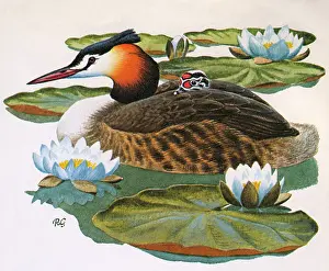 Chicks: Great Crested Grebe