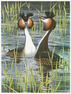 Displaying: Great Crested Grebe