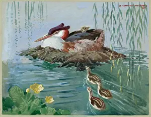 Pitchford: Great Crested Grebe and family