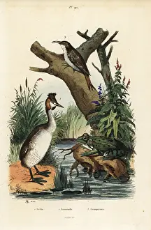 Podiceps: Great crested grebe, green frog and treecreeper
