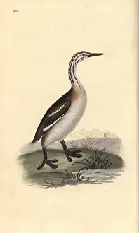 1794 1819: Great crested grebe, Podiceps cristatus
