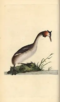 1794 1819: Great crested grebe, Podiceps cristatus