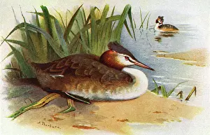 Podiceps: Great Crested Grebe (Podiceps cristatus)