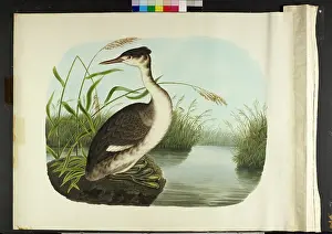 Podiceps: The great crested grebe, in winter plumage Podiceps cristatu