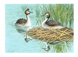 Grebes: Great Crested Grebes