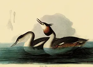 Precedes: Great Crested Grebes