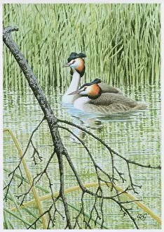 Grebes: Great Crested Grebes