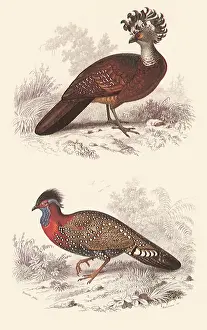 Dwellers: A Great Curassow and Western Tragopan