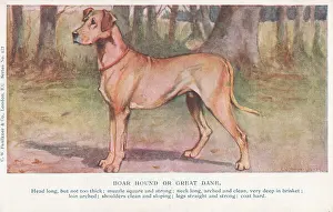 Boarhound: Great Dane