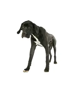 Caniformia: Great Dane