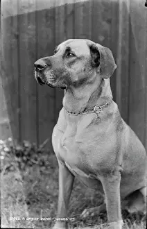 Build: A Great Dane
