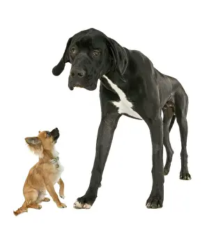 Smallest: Great Dane with Chihuahua
