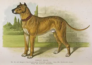 Dalziel: GREAT DANE (DALZIEL)