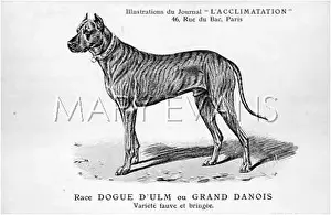 Brindle: Great Dane Dog