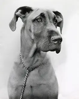 Dane: Great Dane dog with chain collar