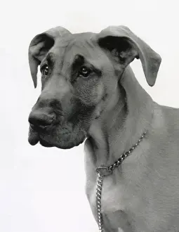 Dane: Great Dane dog with chain collar