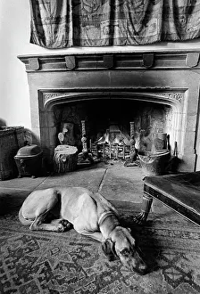 Dane: A great dane dog in front of a log fire at Plas Teg