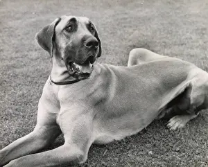 Dane: Great Dane dog lying on grass