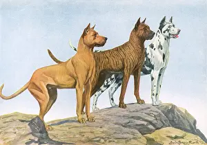 Danes: THREE GREAT DANE DOGS