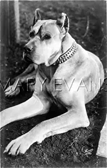 Cropping: GREAT DANE EAR CROP