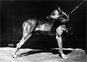 Casar: GREAT DANE GERMAN SHOW