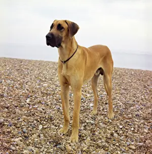 Pebbly: Great Dane on a pebbly beach