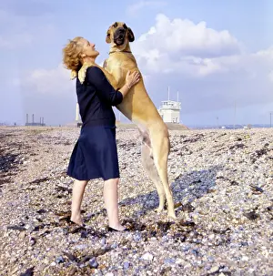 Pebbly: Great Dane and woman on a pebbly beach