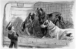 Mei - Consolidated Archive Holdings Ltd: GREAT DANES AND BOY