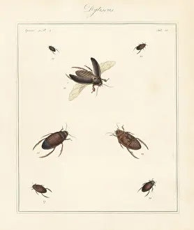 The English Entomologist: Great diving beetle, lesser silver water beetle, etc