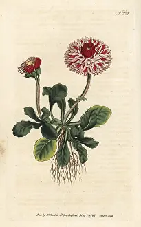 Sansom: Great double daisy, Bellis perennis var. major flore pleno