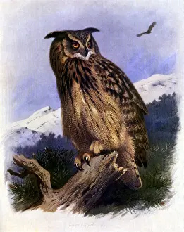 Archibald: Great Eagle Owl (Bubo bubo)