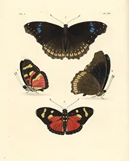 Nymphalis: Great eggfly and perseis mimic forester butterflies