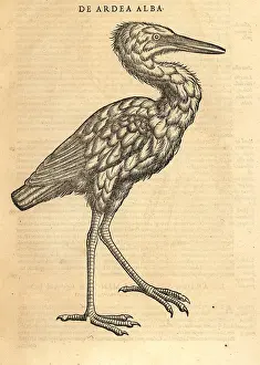 Xylograph: Great egret or common egret, Ardea alba