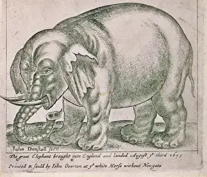 Dunstall: The great elephant brought into england and landed August ye