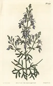 Germander: Great-flowered germander, Teucrium orientale