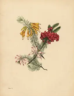 Litho: Great flowered Heath, Bright red Heath, Porcelain