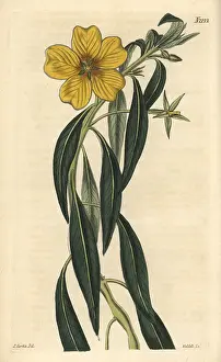 Grandiflora: Great-flowered jussieua, Jussieua grandiflora