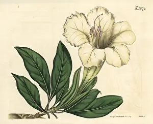 Grandiflora: Great-flowered solandra, Solandra grandiflora