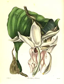 Grandiflora: Great flowered stanhopea orchid, Stanhopea grandiflora