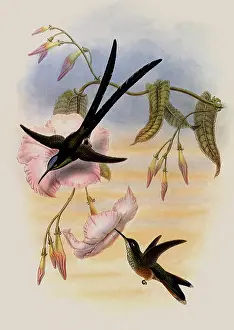 Swifts: Great Forked-Tailed Hummingbird, Hylonympha Macrocerca