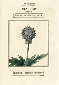 Duppa: Great globe thistle, Echinops sphaerocephalus